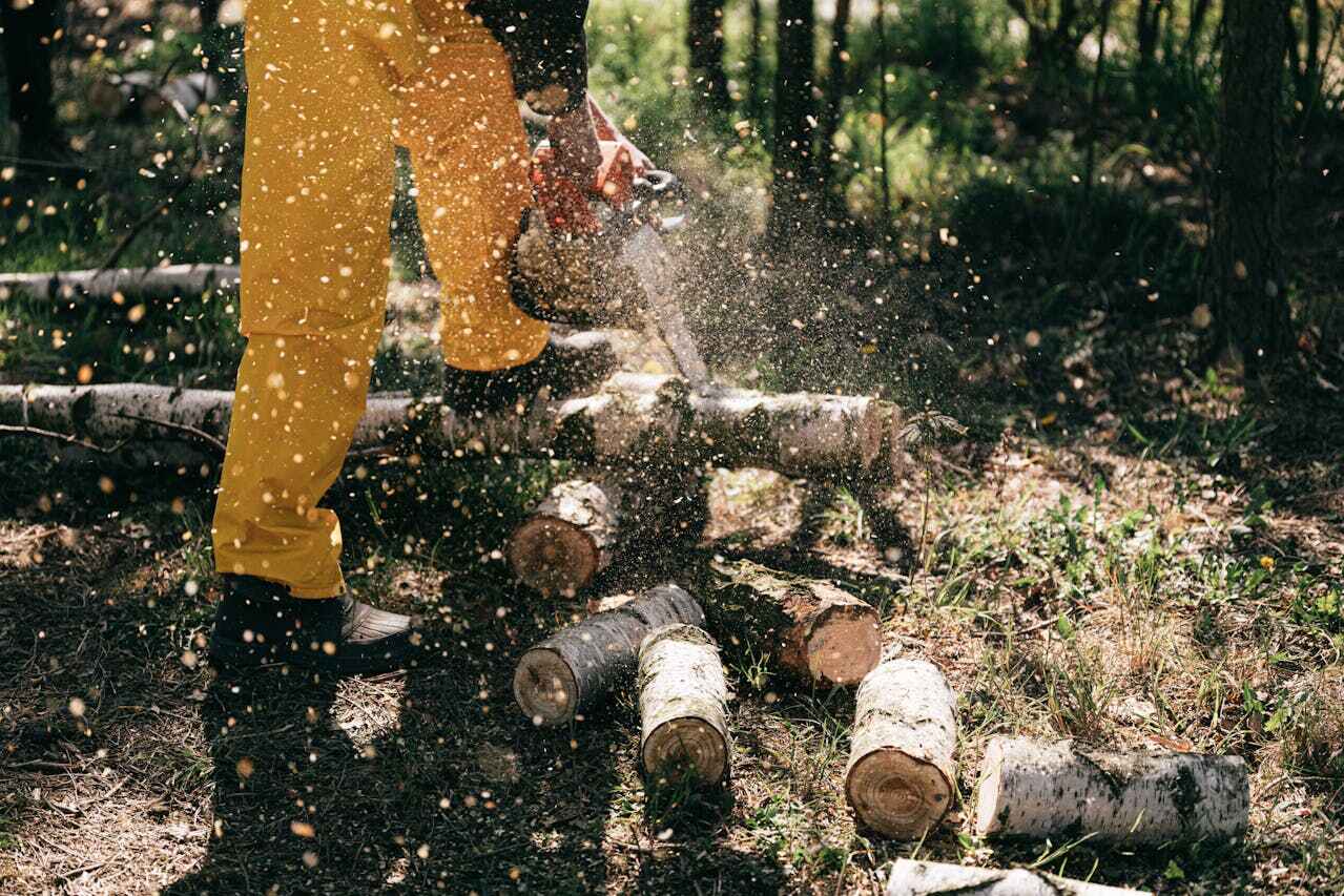 The Steps Involved in Our Tree Care Process in Stacy, MN